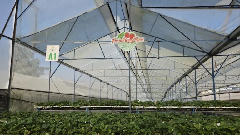 Organic Food Buying Guide for Beginners
